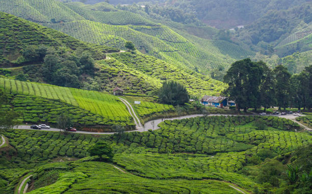 istock Tea plantation in Cameron Highlands, Malaysia 1628719899