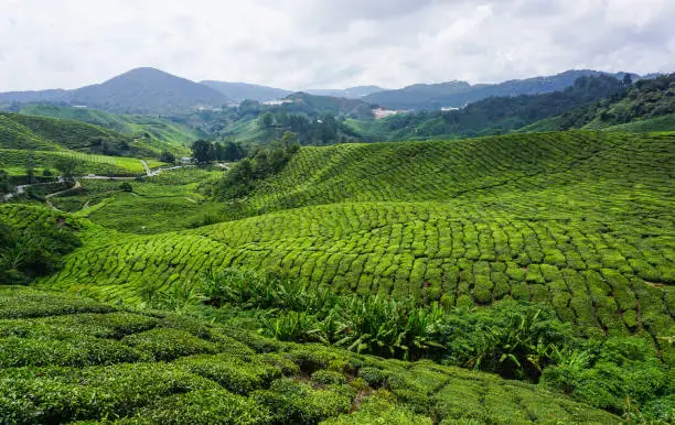 Tea plantation at summer day in Cameron Highlands, Malaysia. About 75 percent of the highland is over a 1,000 metres above sea level.