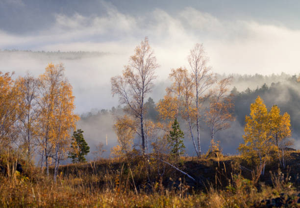 istock Autumn mountain landscape, forest and fog 1628720432