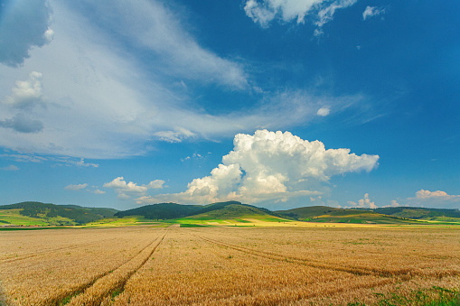 Explore the enchanting allure of Transylvania, Romania, through this captivating photo. A vast golden wheat field basks under the sun, framed by majestic mountains in the background. The scene is a harmonious blend of nature's contrasts—the gentle sway of wheat against rugged peaks. Immerse yourself in the serenity of this Transylvanian landscape.
