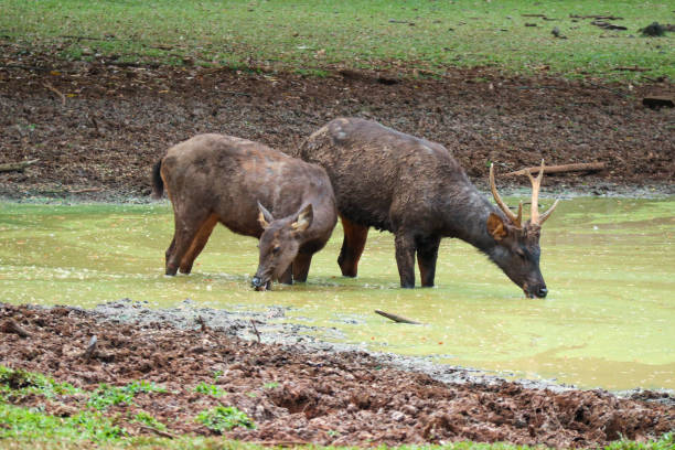 istock a pair of sambar deer in a mud puddle 1628723998