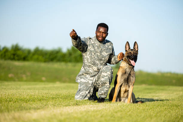 солдат и военная собака на сборах. - sergeant military training camp armed forces military стоковые фото и изображения