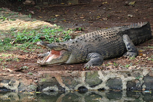 large crocodile in captivity sunbathing