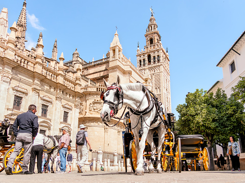 Seville, Spain - May 04, 2022 : white horse and carriage in front of the cathedral and the Giralda of Seville