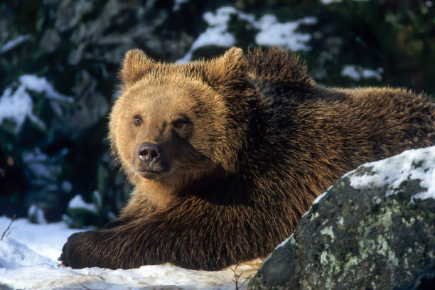 istock European,brown,bear(Ursus,arctos) 1628753900