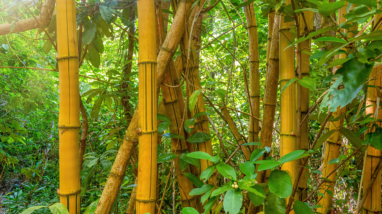 Focus on the large, thick stalks of the Painted bamboo (Bambusa vulgaris 'Vittata'), a cultivated, ornamental evergreen tree with golden yellow canes and random green vertical stripes, native to Asia.