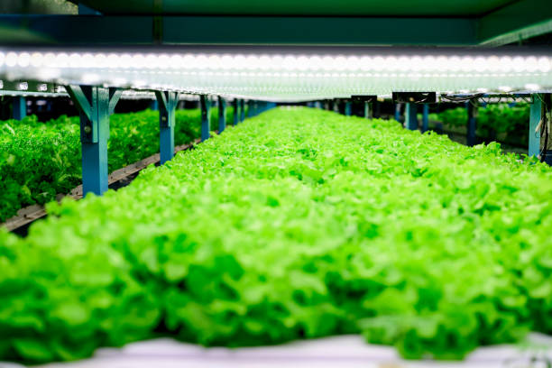 istock Vegetables growing in indoor farm, Hydroponic vegetable farm 1628755338
