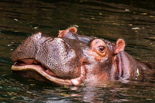 Hippopotamus,(Hippopotamus,amphibius)