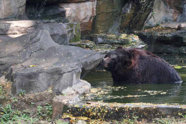 istock black bear playing in the pond 1628759314