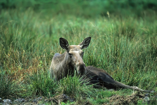 Moose (Alces alces), Elk, lying in Birch forest