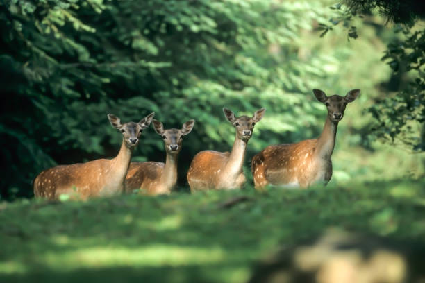 istock Fallow deer (Dama dama), resting hind, female, Schleswig-Holstein, Germany, Europe 1628762595