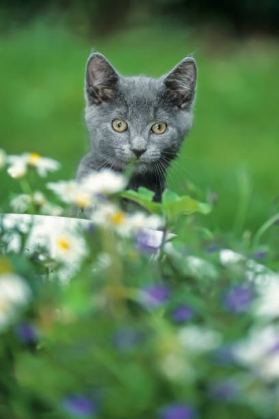 istock Cat,british Shorthair,blue kitten, domestic cats (Felis silvestris catus) 1628769790
