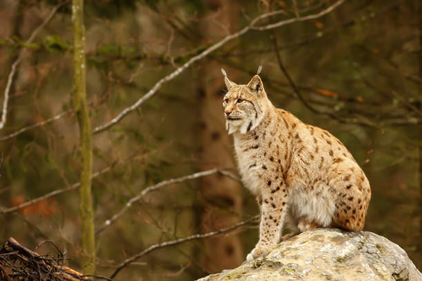 istock European Lynx (Lynx lynx) 1628774642