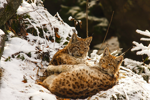 European Lynx (Lynx lynx)