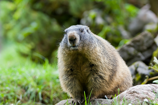 Alpine marmot (Marmota marmota) in the Hohe Tauern National Park, the Alps mountain range, Austria, Europe