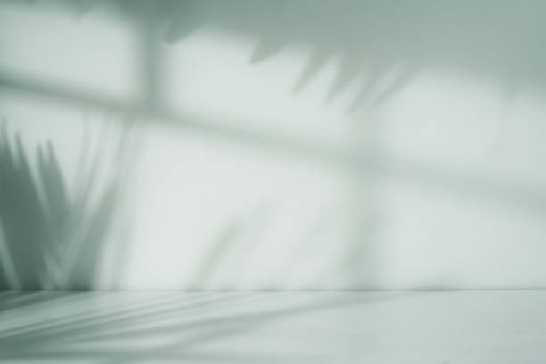 istock Empty room with blank white wall. Window and nature leaf shadow and floor 1628784639