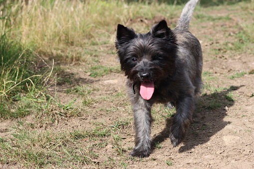 Portrait of a cairn terrier on a dog walk with its tongue hanging out