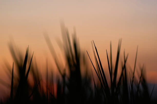 silhouette brin d’herbe avec ciel chaud - blade of grass flash photos et images de collection