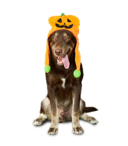 istock brown chocolate labrador retriever with halloween pumpkin hat isolated on white background. brown chocolate labrador retriever with halloween pumpkin hat isolated. labrador retriever halloween 1628810390