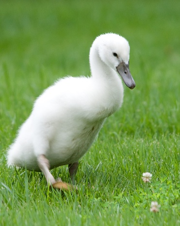 A cygnet (baby swan) waddling through the grass.