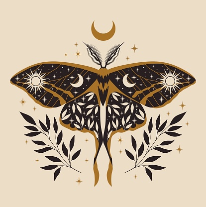 Beautiful moth illustration. Vector celestial.