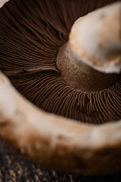 istock Raw champignon mushrooms on black background 1628837159