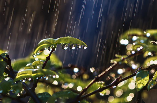 Color image depicting the leaves of a hosta plant covered in fresh raindrops.