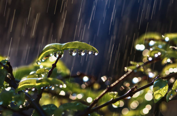 Close-up view of a plant in a rainy day stock photo