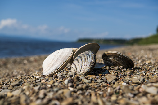 Clams on the shore