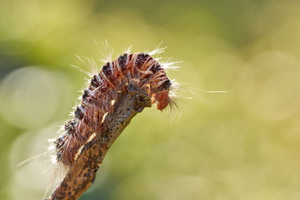 istock Hairy caterpillar on the dry twig 1628860605