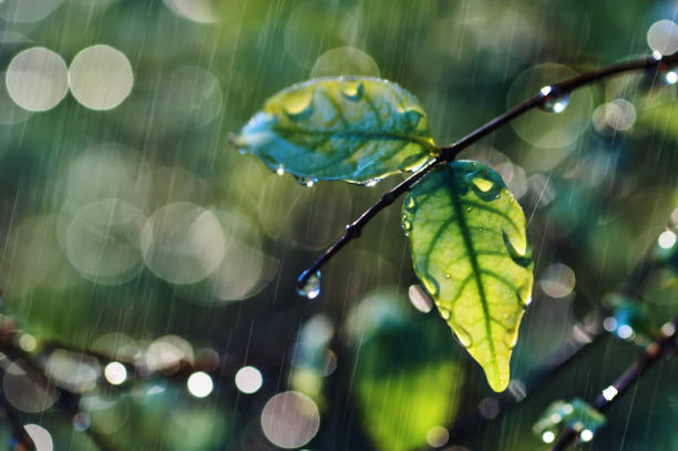 istock Close-up view of a plant in a rainy day 1628860607