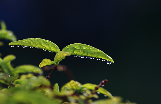The water drops on the leaves after the rain