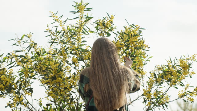 Rear view of a young woman who is looking at a bush with golden flowers of Acacia pycnantha