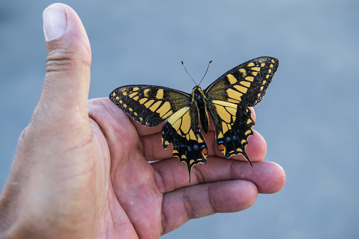 Butterfly machaon on a human hand