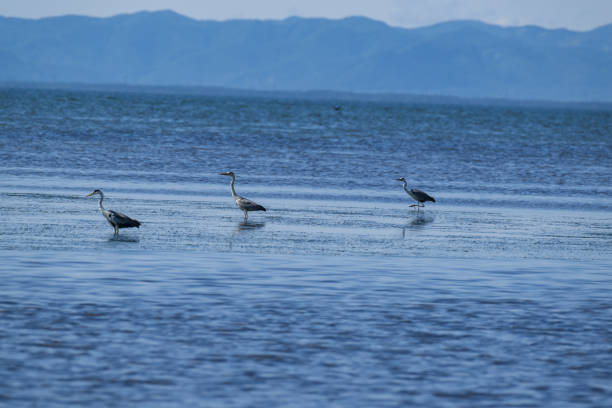 istock grey herons on the sea in the bay 1628882459