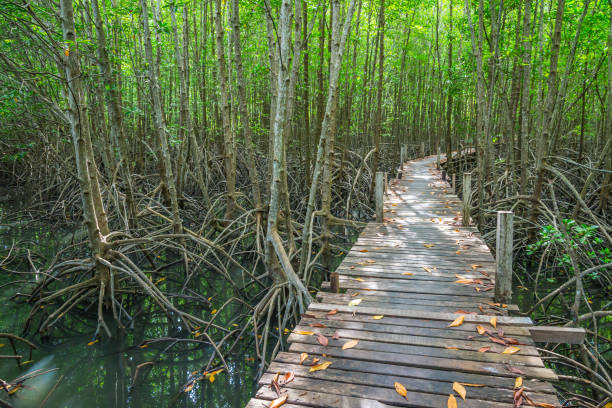 istock Long wooden bridge boardwalk in green mangrove forest. 1628897865