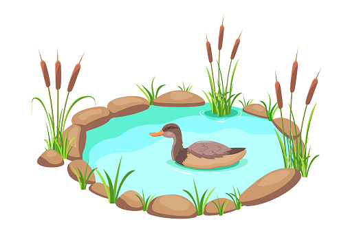 Pond with reeds and duck. Lake in cartoon style. Pond with grass and stones.