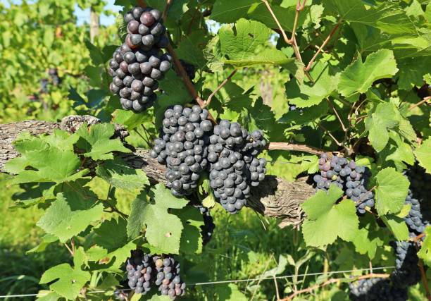 istock Pinot noir grapes hanging on vine 1628904399
