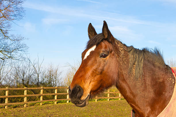 Close Up of a beautiful european horse on a pasture.