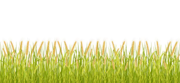 Vector illustration of Wheat field seamless border. Vector background of high growth of cereal crops.
