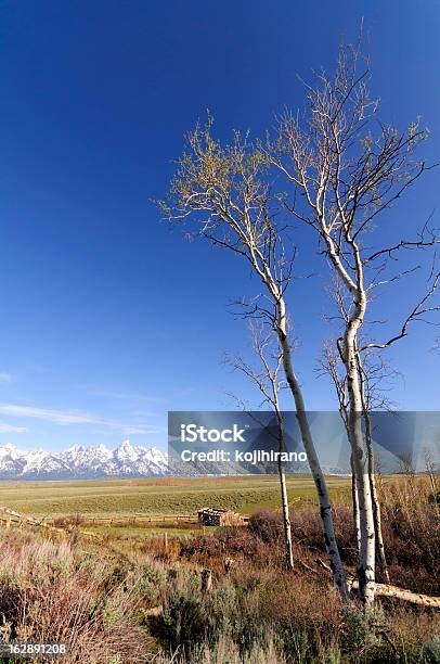 Grand Teton - Fotografias de stock e mais imagens de Amanhecer - Amanhecer, Ao Ar Livre, Coberto de Neve