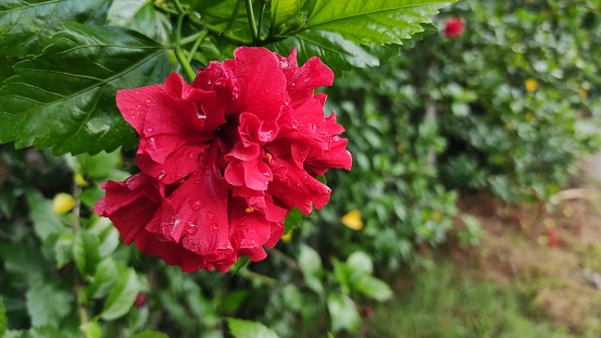 Red Hibicus hybrid Latin name is hibiscus rose sinensis. A Shoe flower is beautiful blooming flower with green leaf background. Natural rain drops on the growing red Chinese Rose flower.