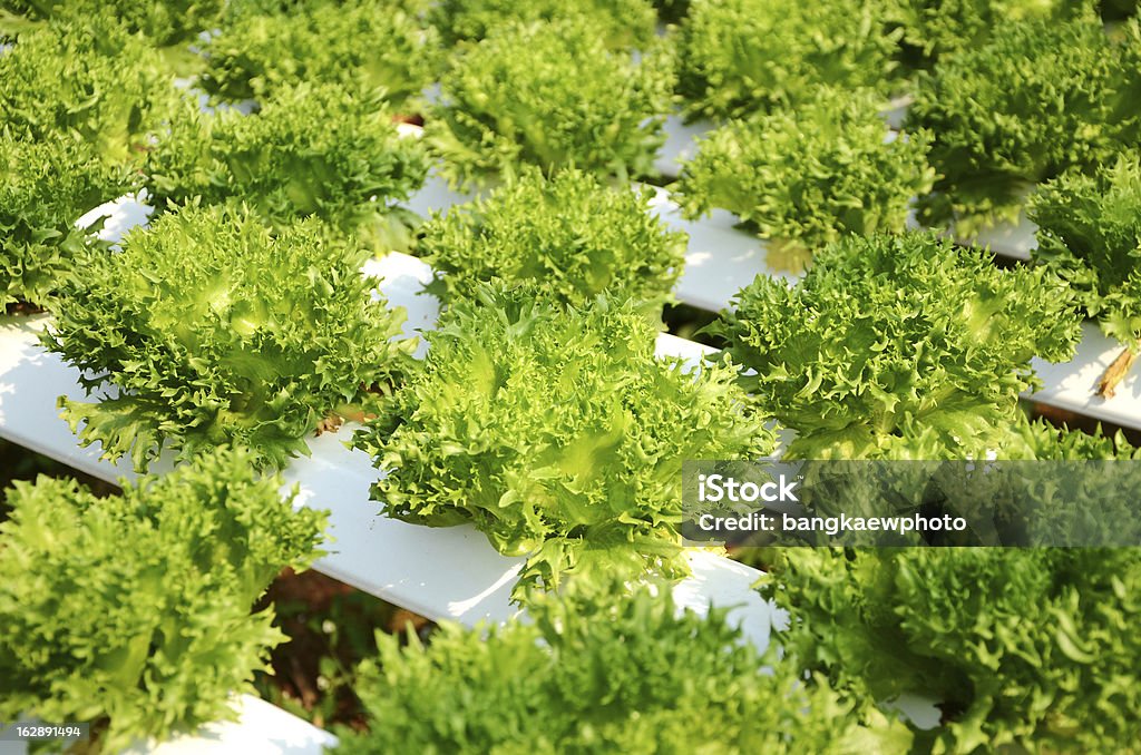 Гидропоника овощной - Стоковые фото Азия роялти-фри