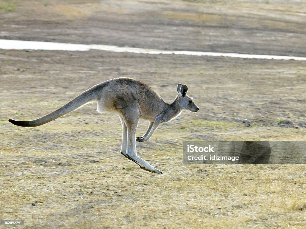 Salto Kangaroo - Foto de stock de Canguro libre de derechos