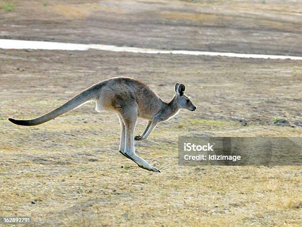 Salto Kangaroo Foto de stock y más banco de imágenes de Canguro - Canguro, Joey - Marsupial joven, Saltar - Actividad física