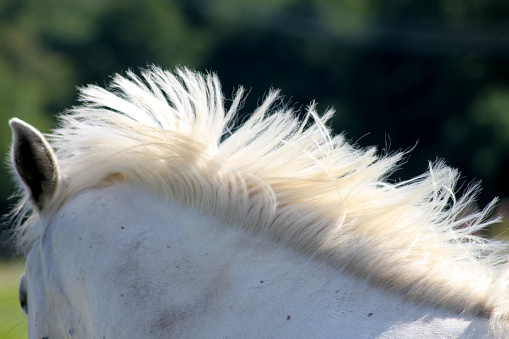 A white horses mane