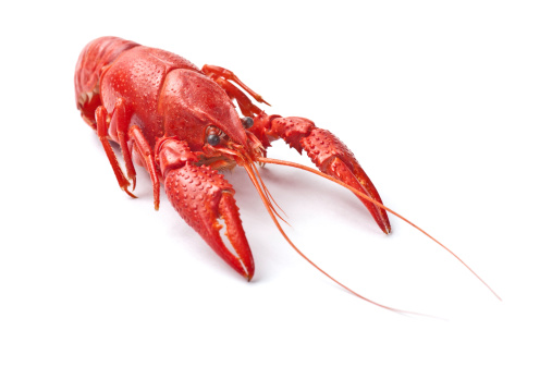Red Crayfish On White Background.