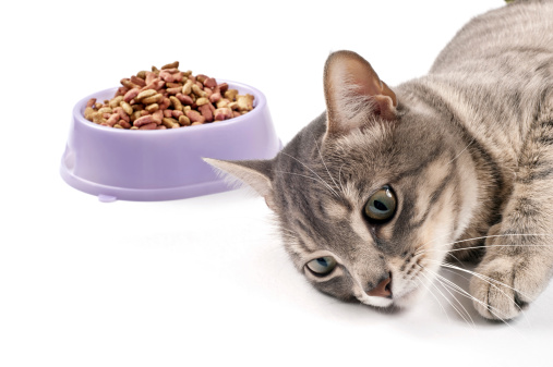 The cat lies near a full bowl of dried food and doesn't want to eat.