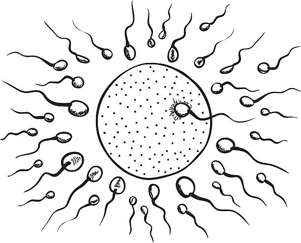 체외 그림 - human fertility artificial insemination embryo human egg stock illustrations