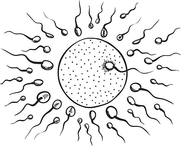 ilustrações, clipart, desenhos animados e ícones de ilustração de fertilização - human fertility artificial insemination embryo human egg